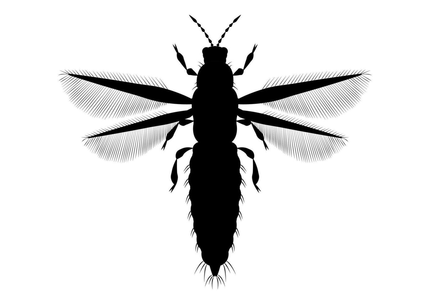 negro y blanco trips insecto clipart vector en blanco antecedentes