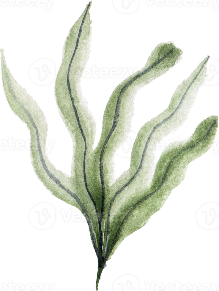 Seaweed Watercolor Underwater Plants png