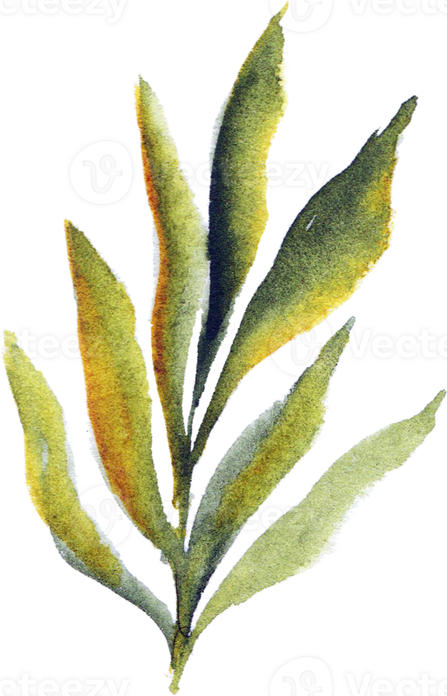 Leaves Watercolor Underwater Plants png