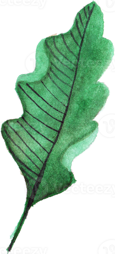 Leaves Watercolor Underwater Plants png