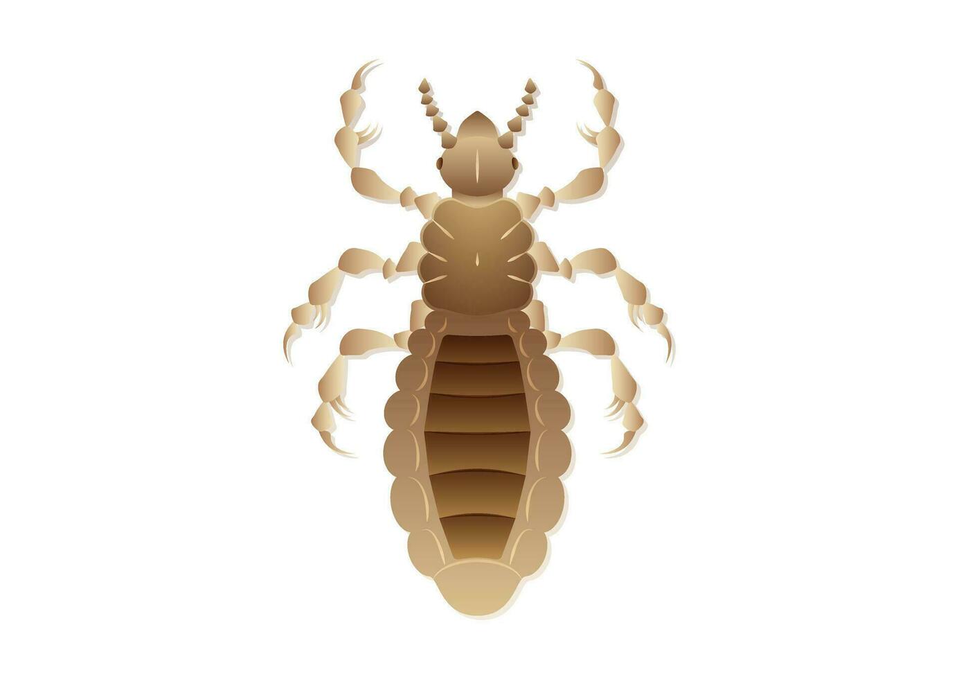 Louse Insect Vector Art isolated on White Background