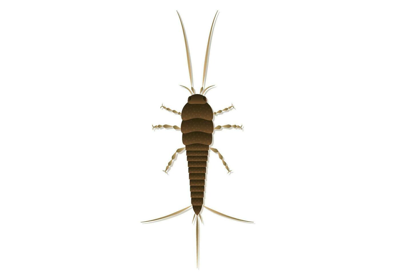 Thysanura Vector Art Isolated on White Background