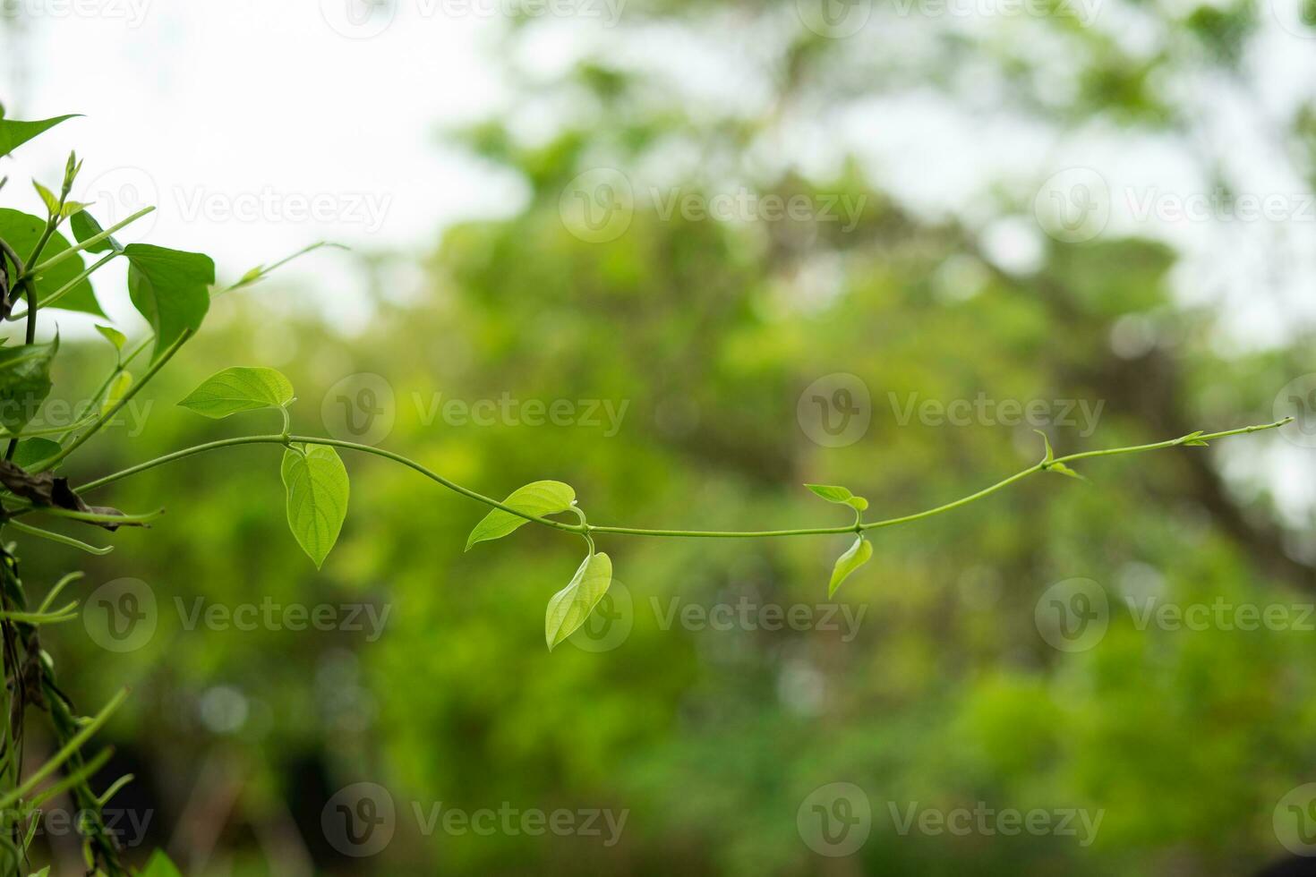 Leaves of young vines isolated photo