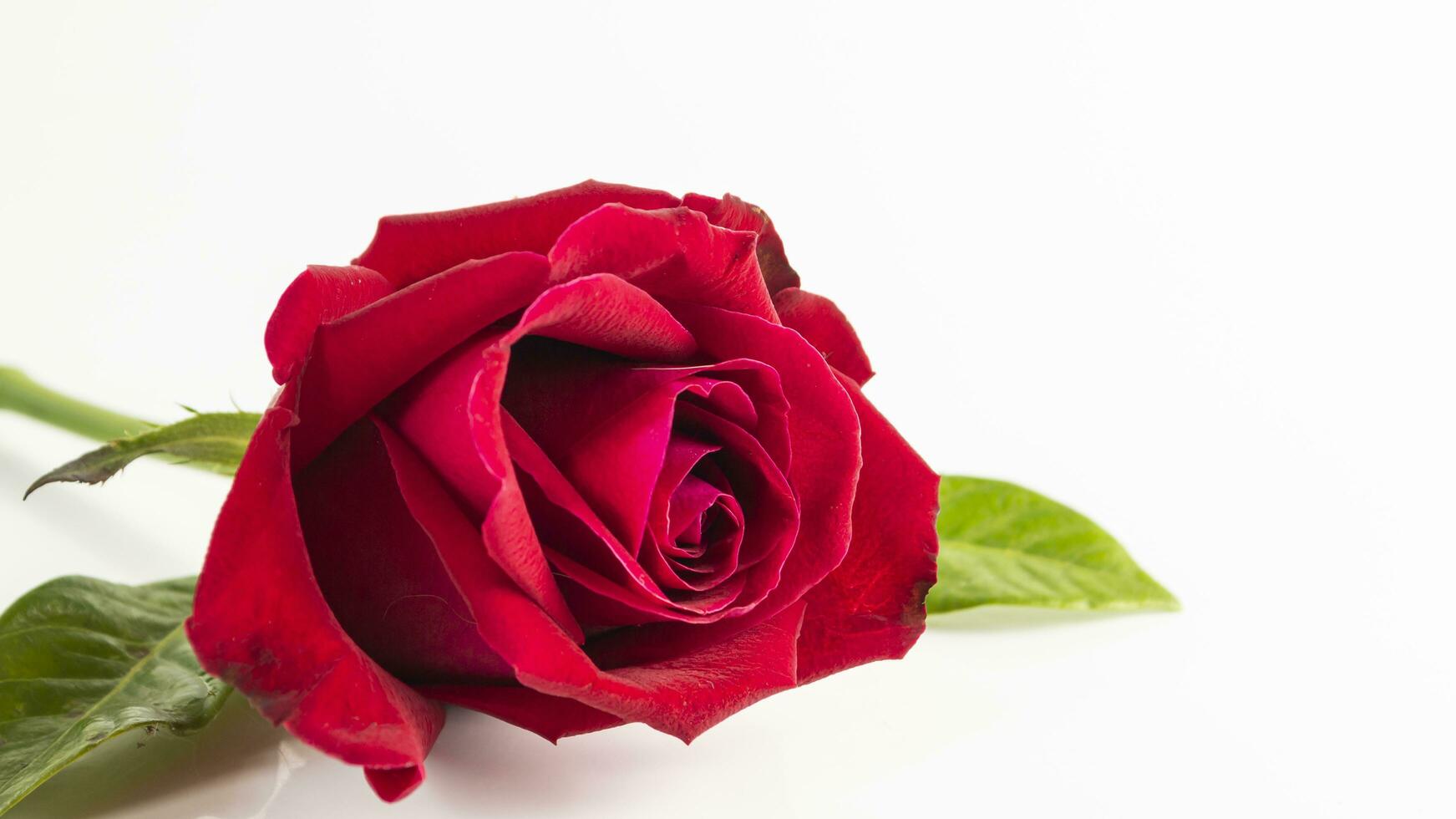 a single red rose is shown on a white background photo