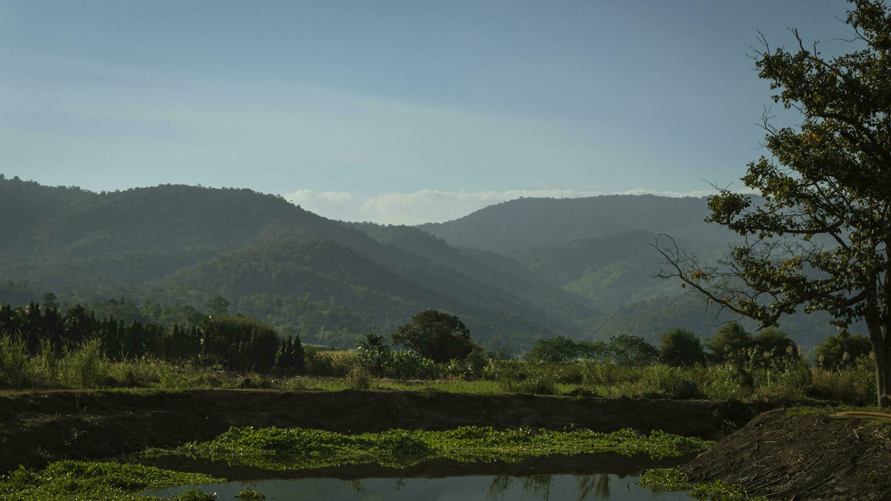 a small pond with a tree in the middle photo