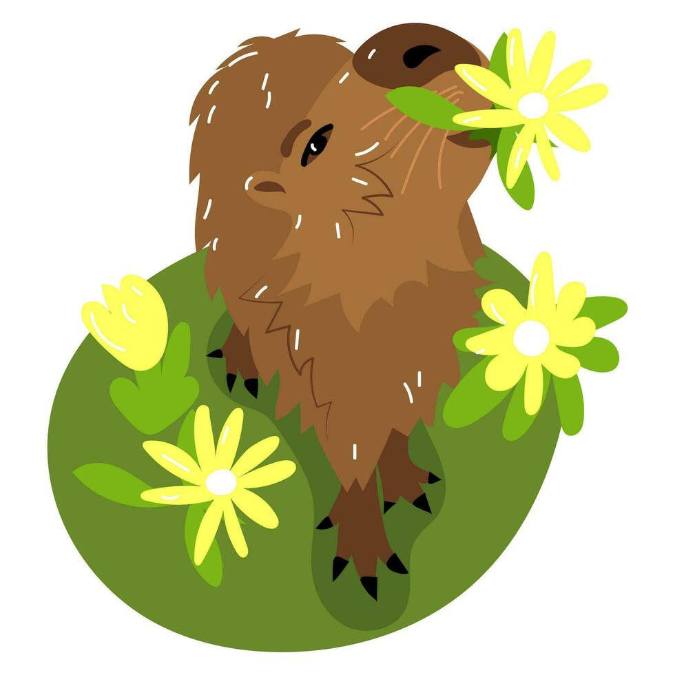 A cute capybara gives a flower. Funny character-an animal in a meadow with flowers. Charming cute rodent kawaii baby capybara. Children's Scandinavian flat vector illustration isolated on a white