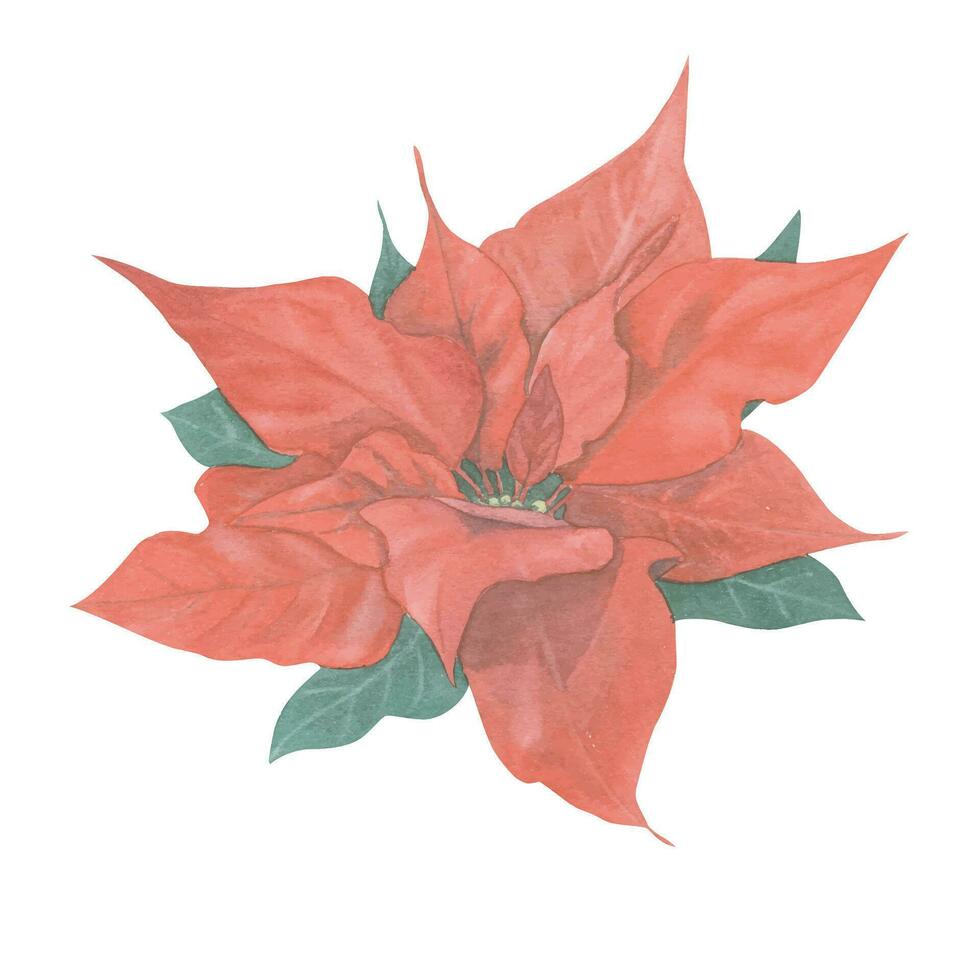 Traditional vector Christmas plants painted in watercolor. Holly. Bright elements in a botanical style for creating a festive decor - cards, invitations, patterns and packaging.