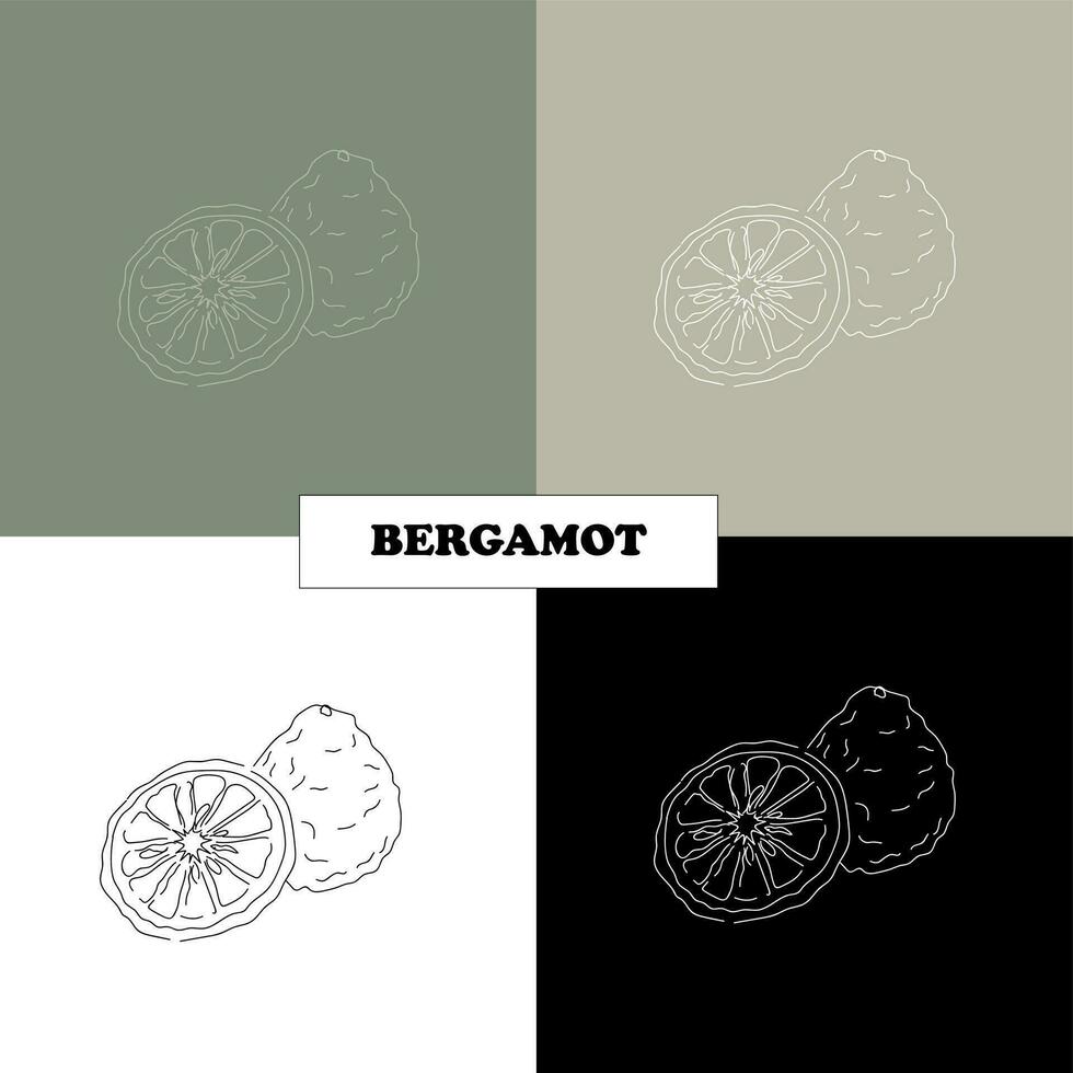 bergamot herbs, spices in lineart style, logo vector