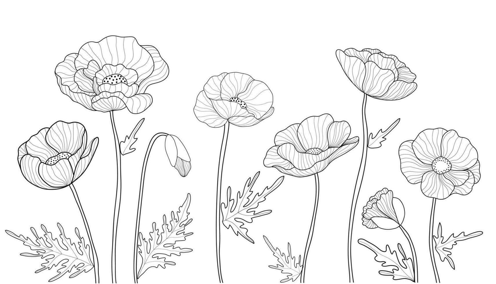 Hand drawn poppy flowers on white background. Doodle drawing. Floral outline design vector