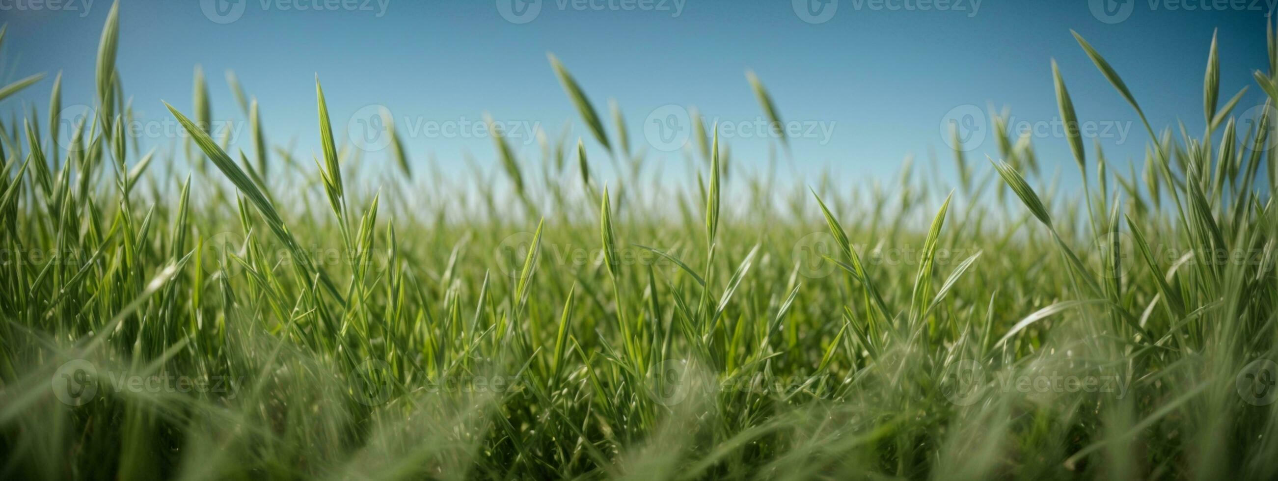 Green grass on blue clear sky, spring nature theme. Panorama. AI generated photo