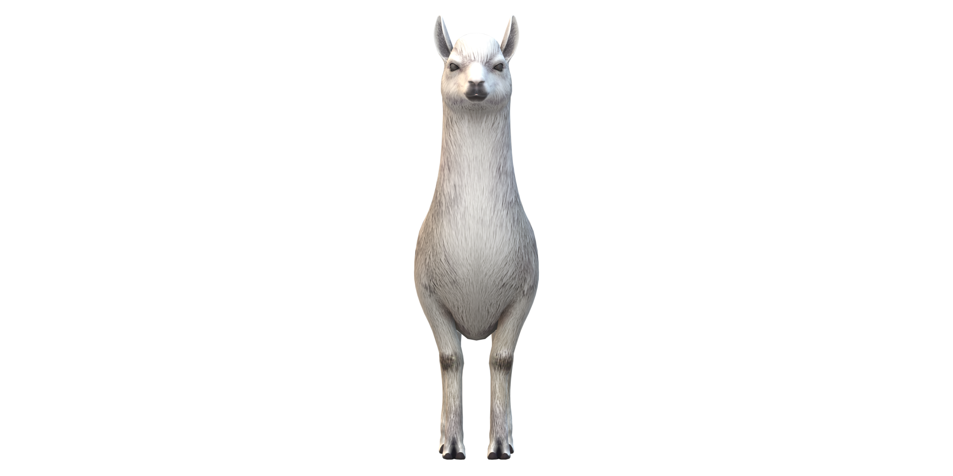 Alpaca isolated on a Transparent Background png