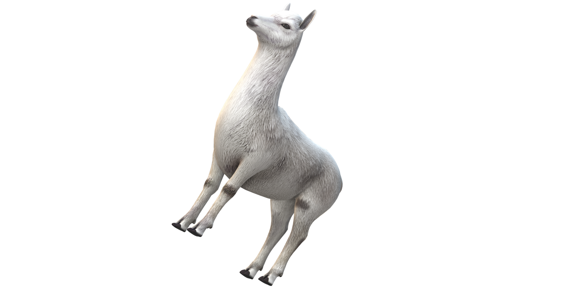 Alpaca isolated on a Transparent Background png
