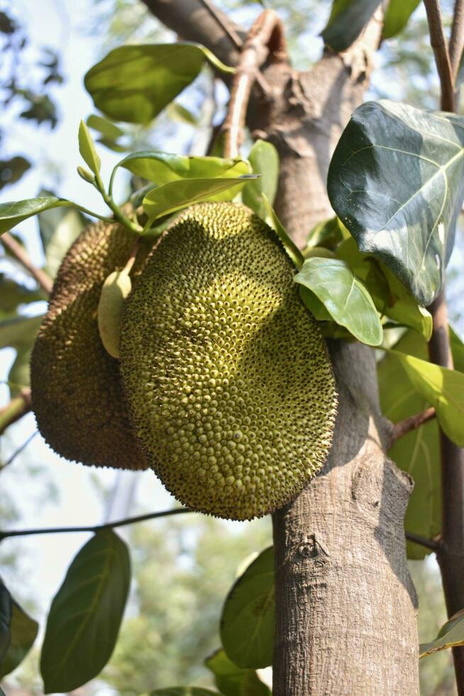 Two large jackfruits in a jackfruit tree. photo