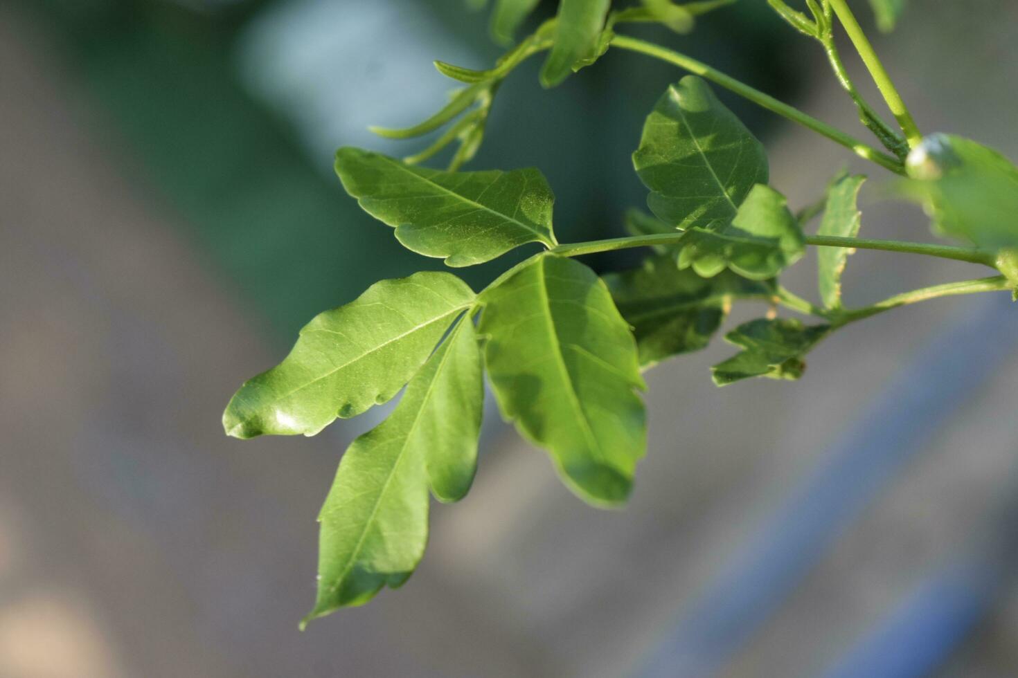 oferta dispara de neem hojas eso es popular a ser blanqueado y sumergido en chile pegar. foto