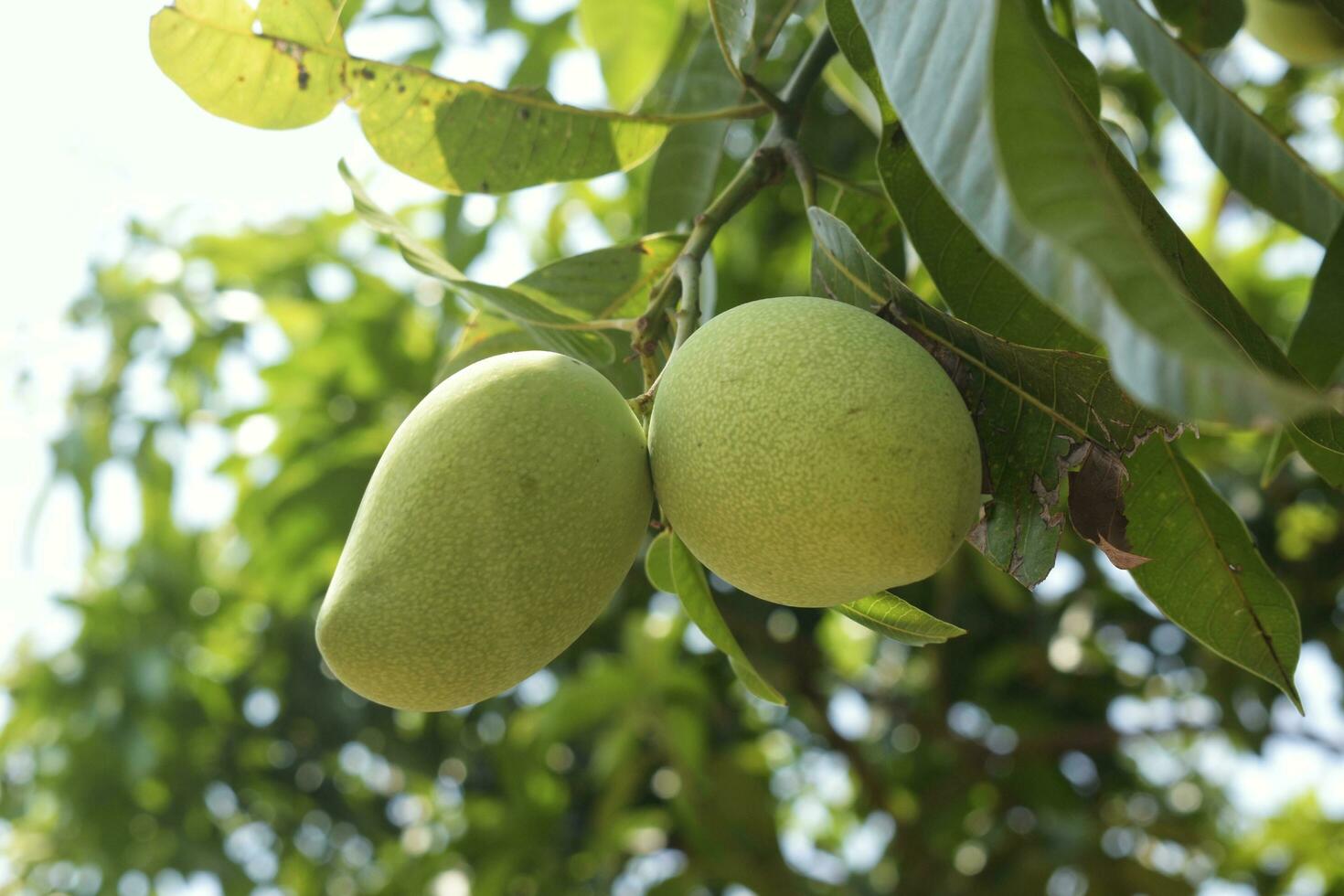 Green Mangos and leave on tree. photo