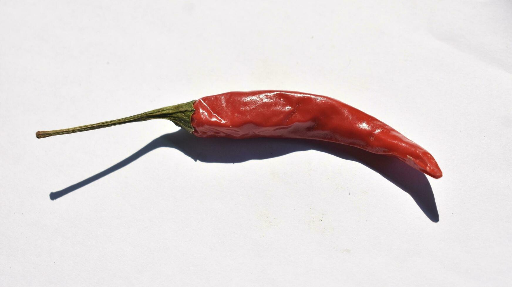 Chili red on white background. photo