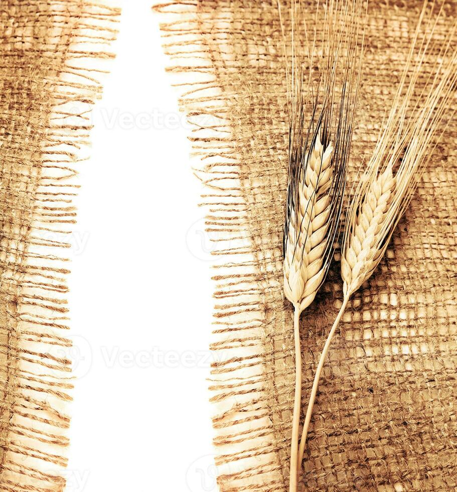 Wheat border isolated on white photo