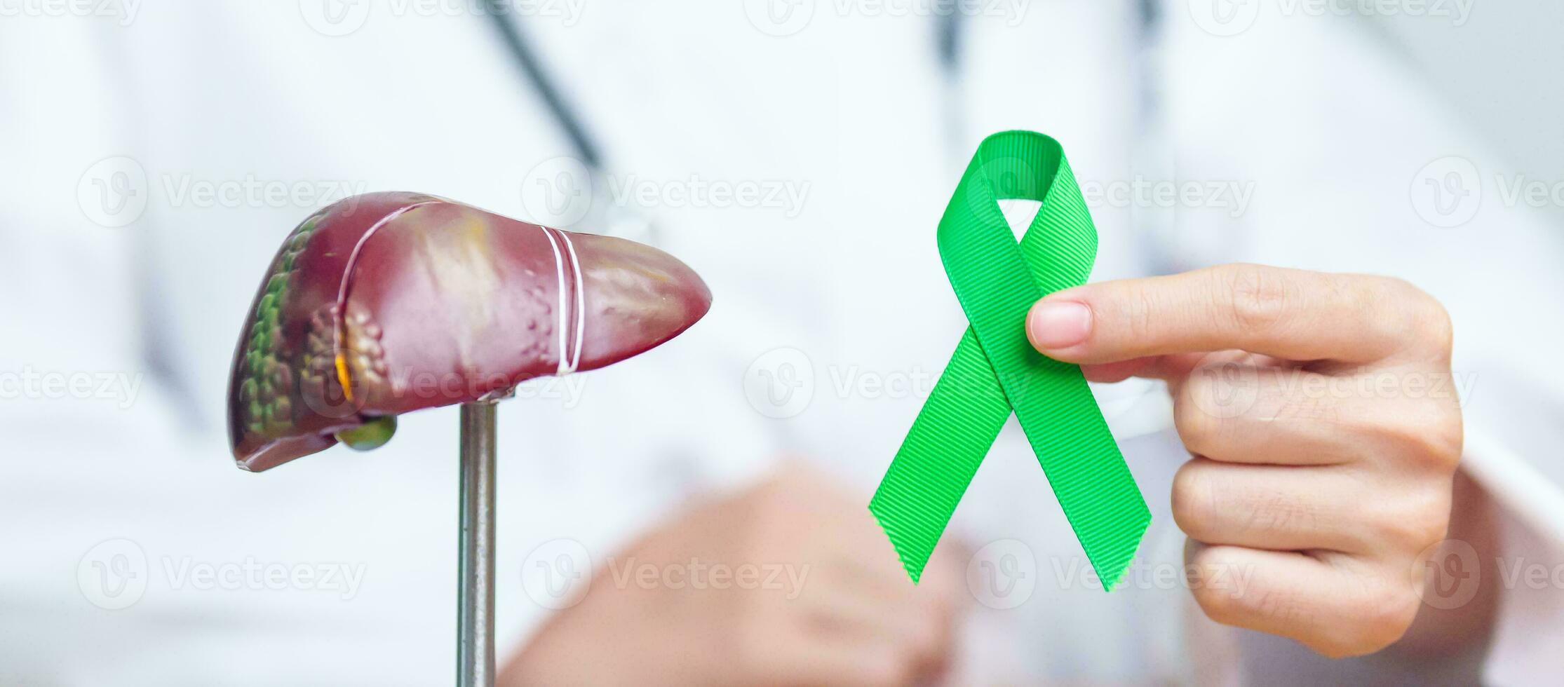 Doctor with green ribbon and human Liver anatomy model. Liver cancer October awareness month, Tumor, Jaundice, Virus Hepatitis, Cirrhosis, Failure, Enlarged, Hepatic Encephalopathy, and health concept photo