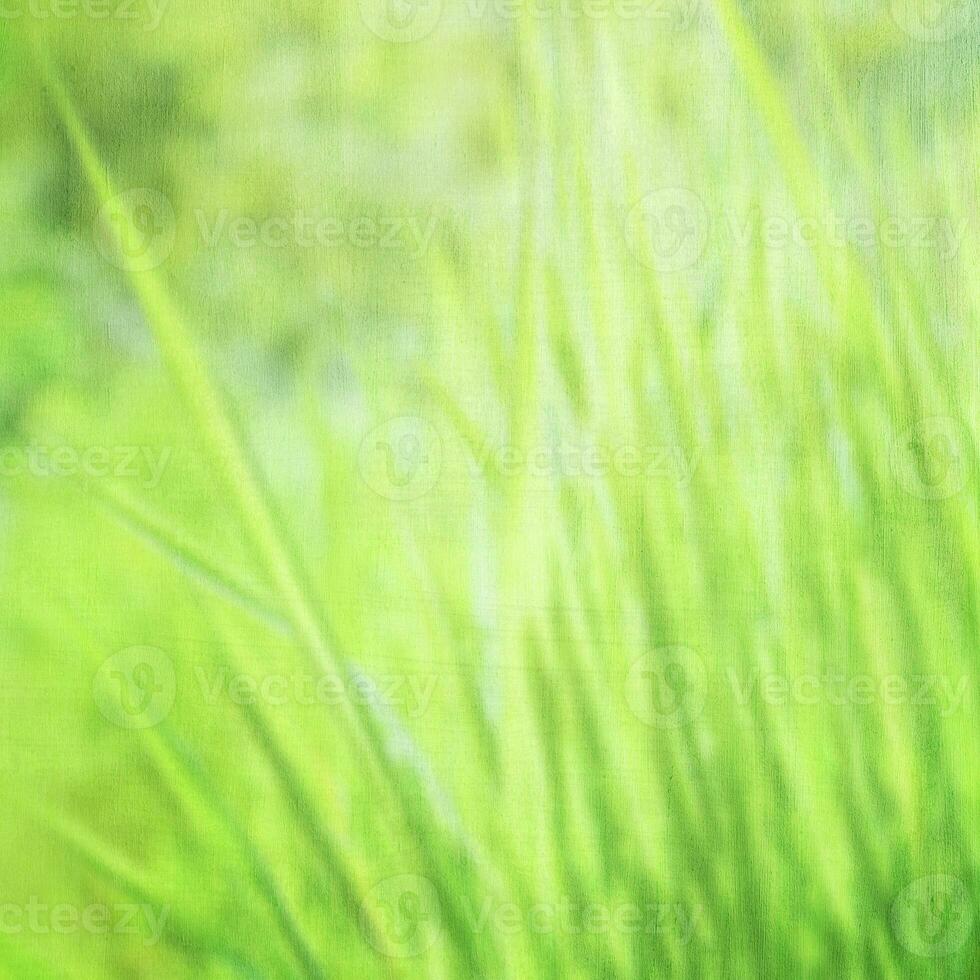 Green grass background photo