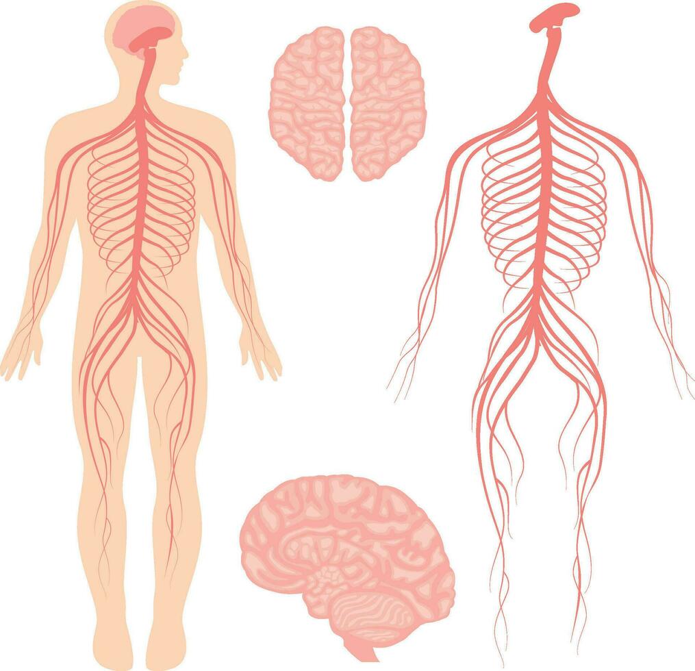 humano cerebro y central y periférico nervioso sistema para doctores y cirujanos aislado en blanco antecedentes vector