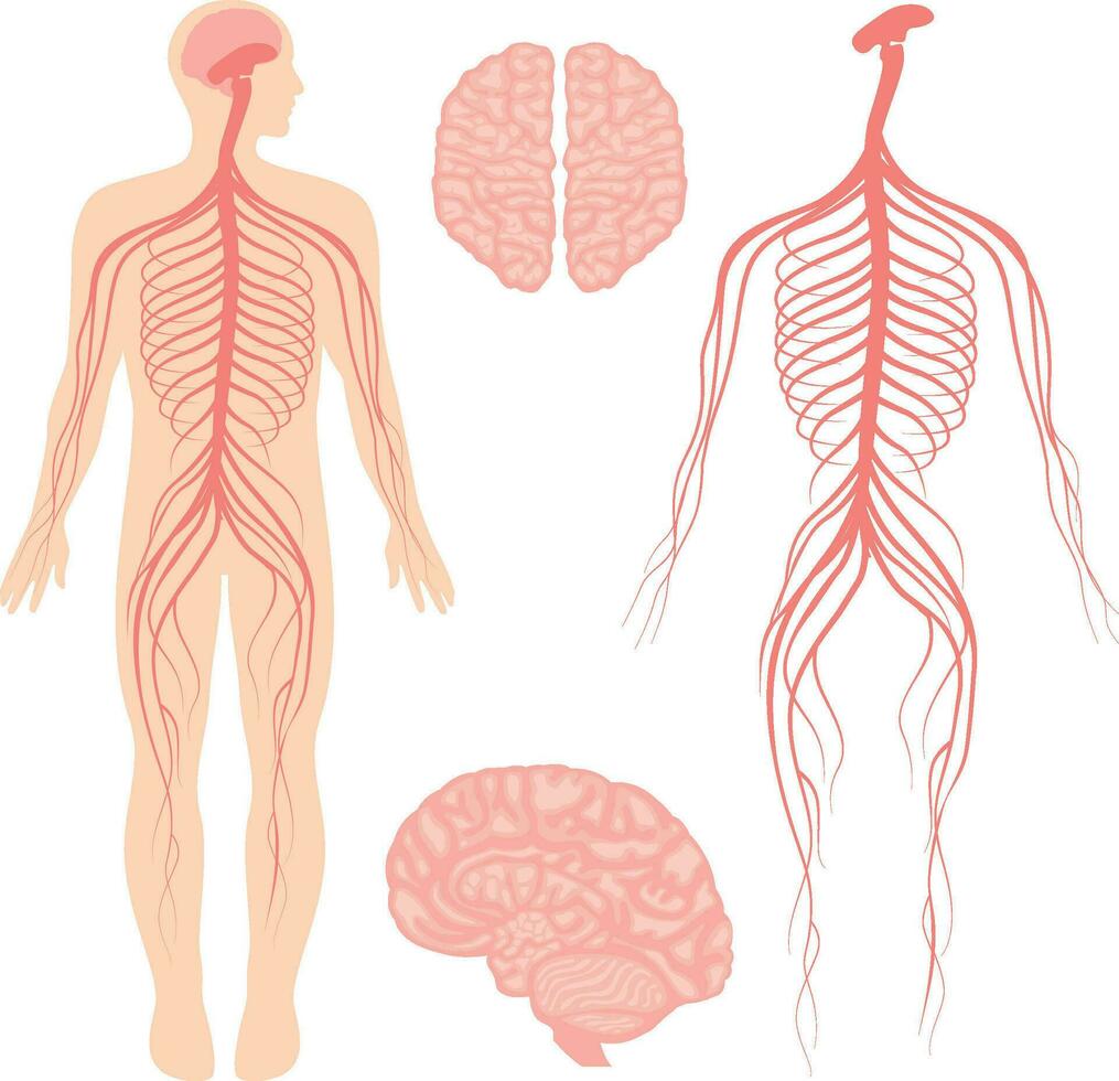 Human brain and central and peripheral nervous system for doctors and surgeons isolated on white background vector