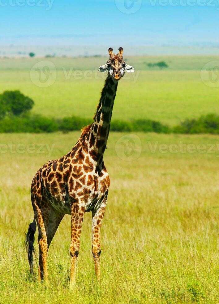 Big wild african giraffe photo