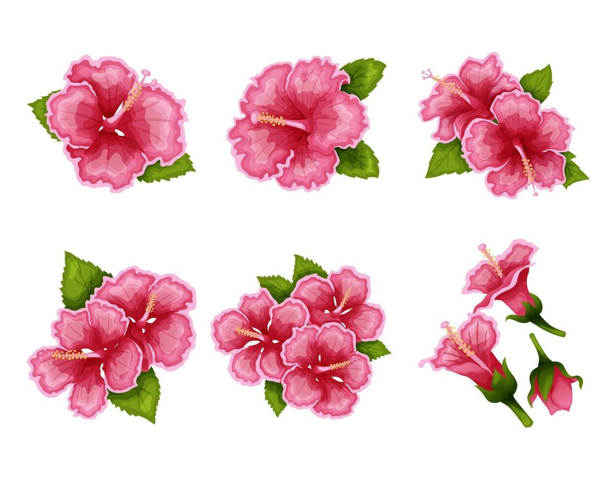 Hibiscus beautiful blooming flowers vector