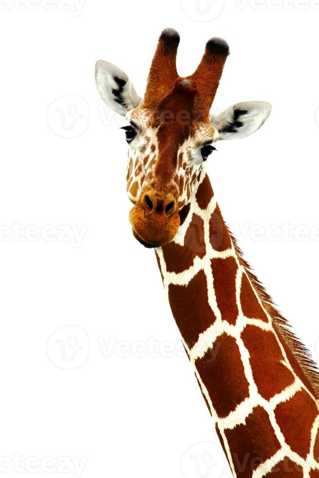 Isolated giraffe portrait photo