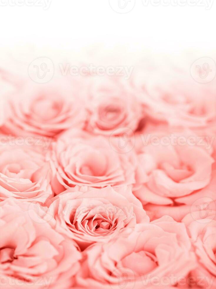 Fresh pink roses border photo