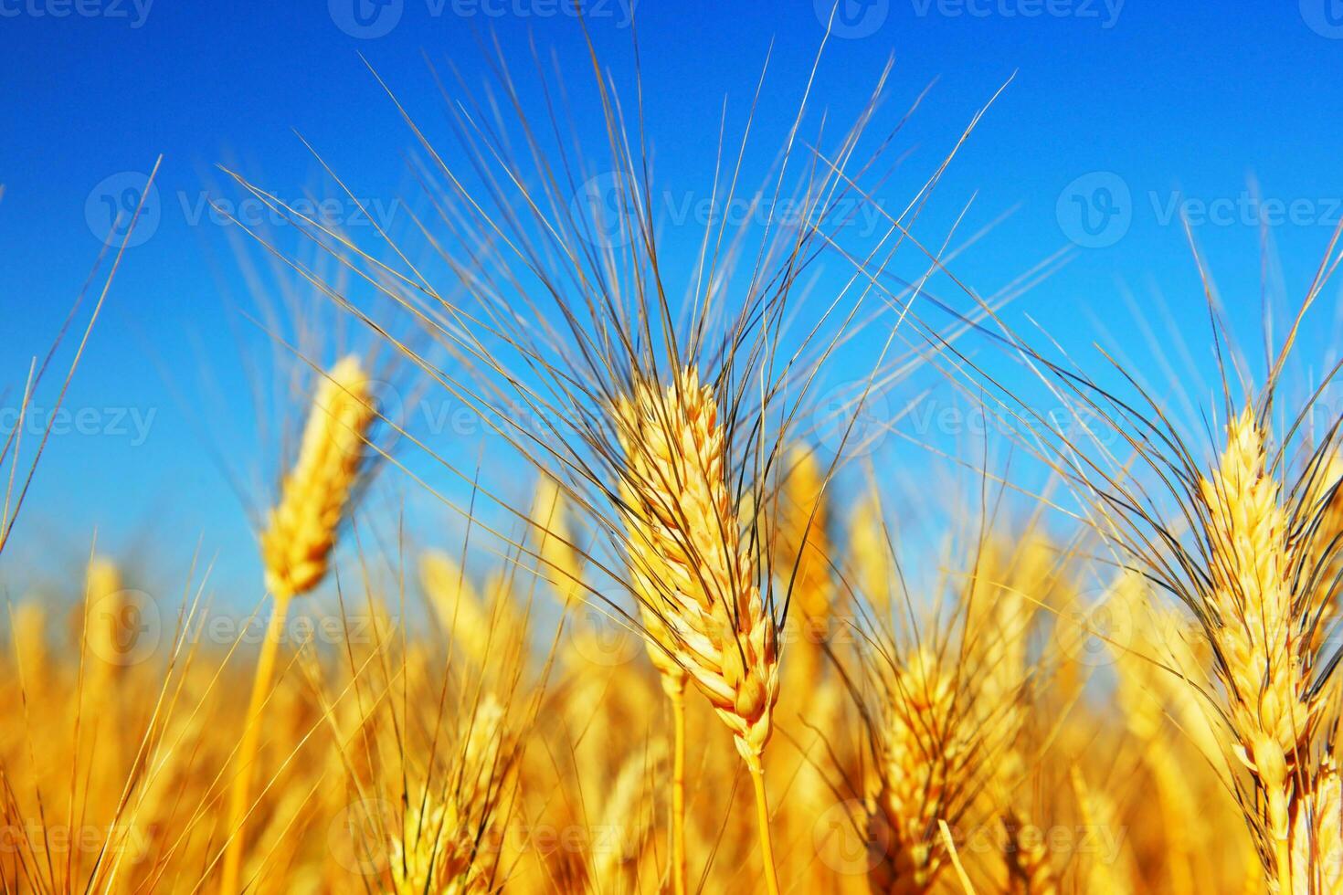 Closeup Wheat Field photo