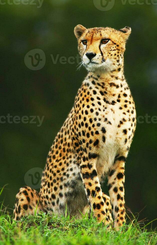 Wild african cheetah photo