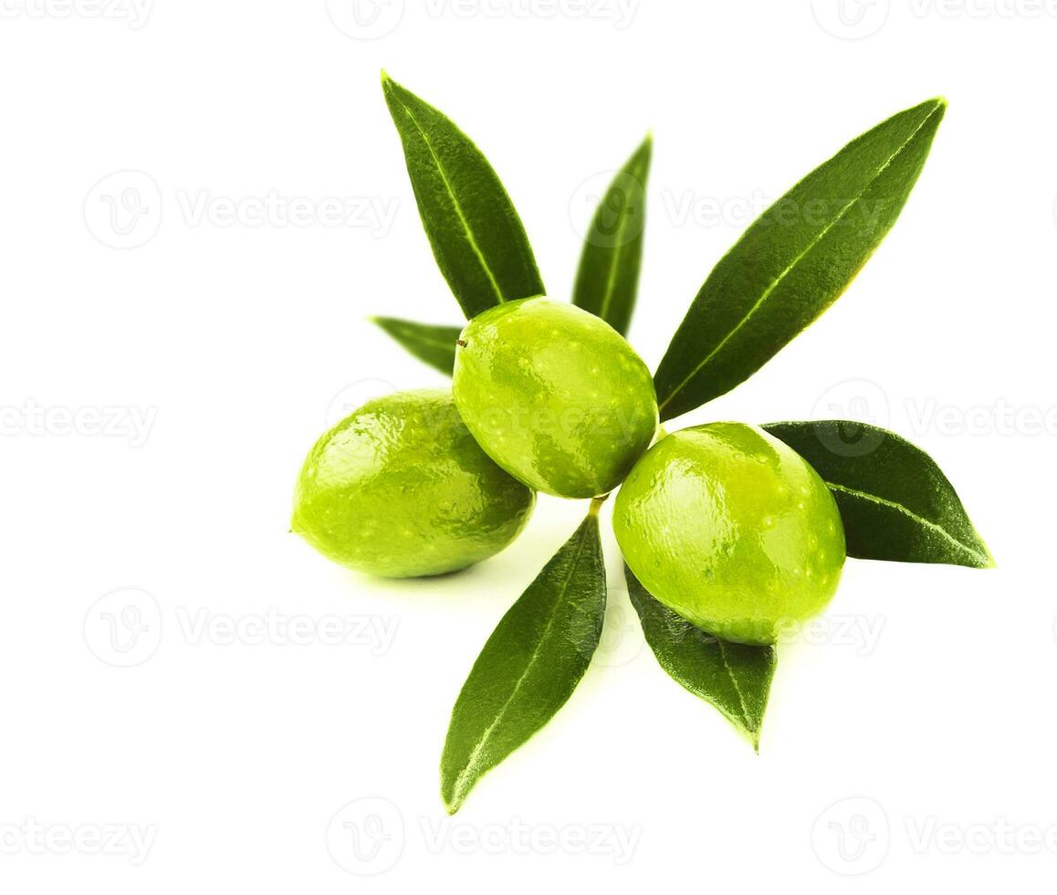 Fresh green olives branch photo