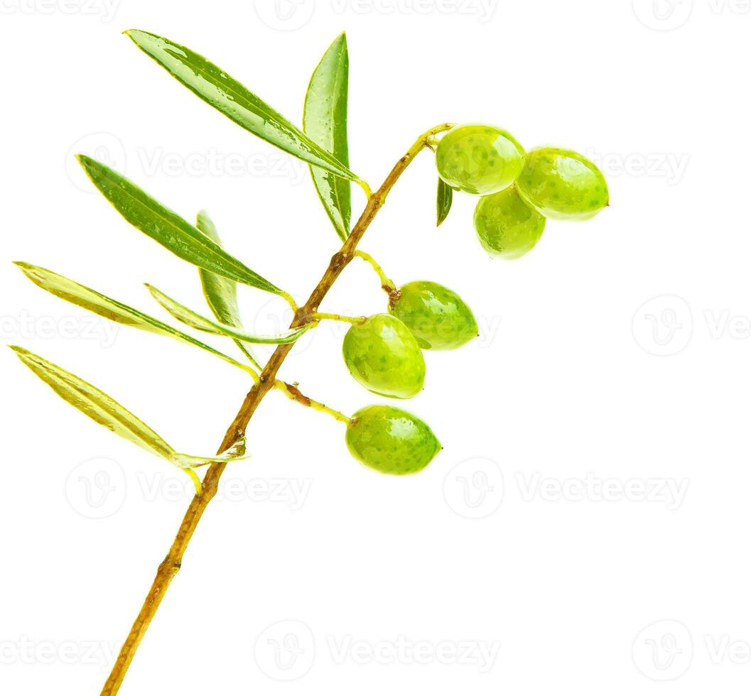 Fresh green olives branch photo