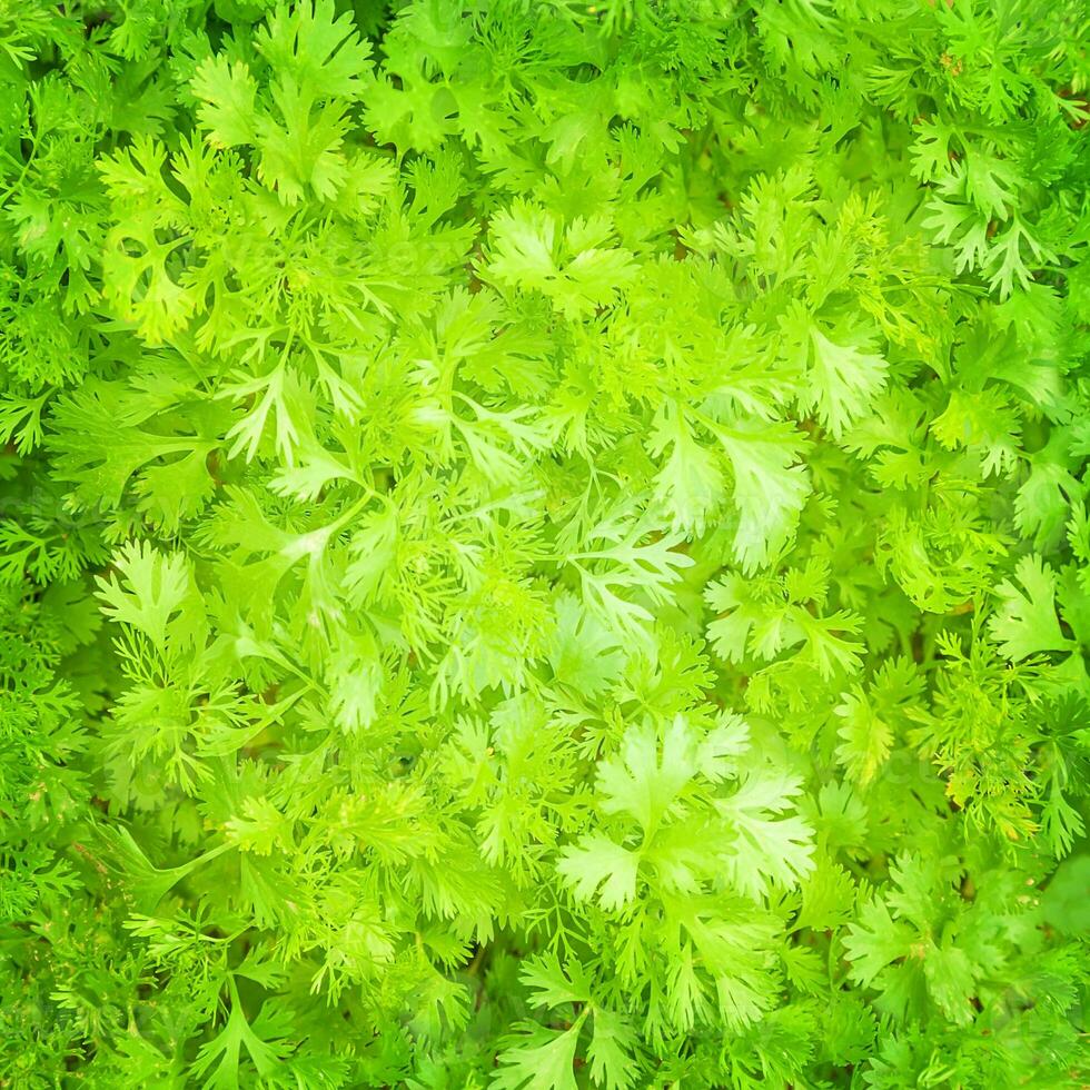 Fresh parsley background photo