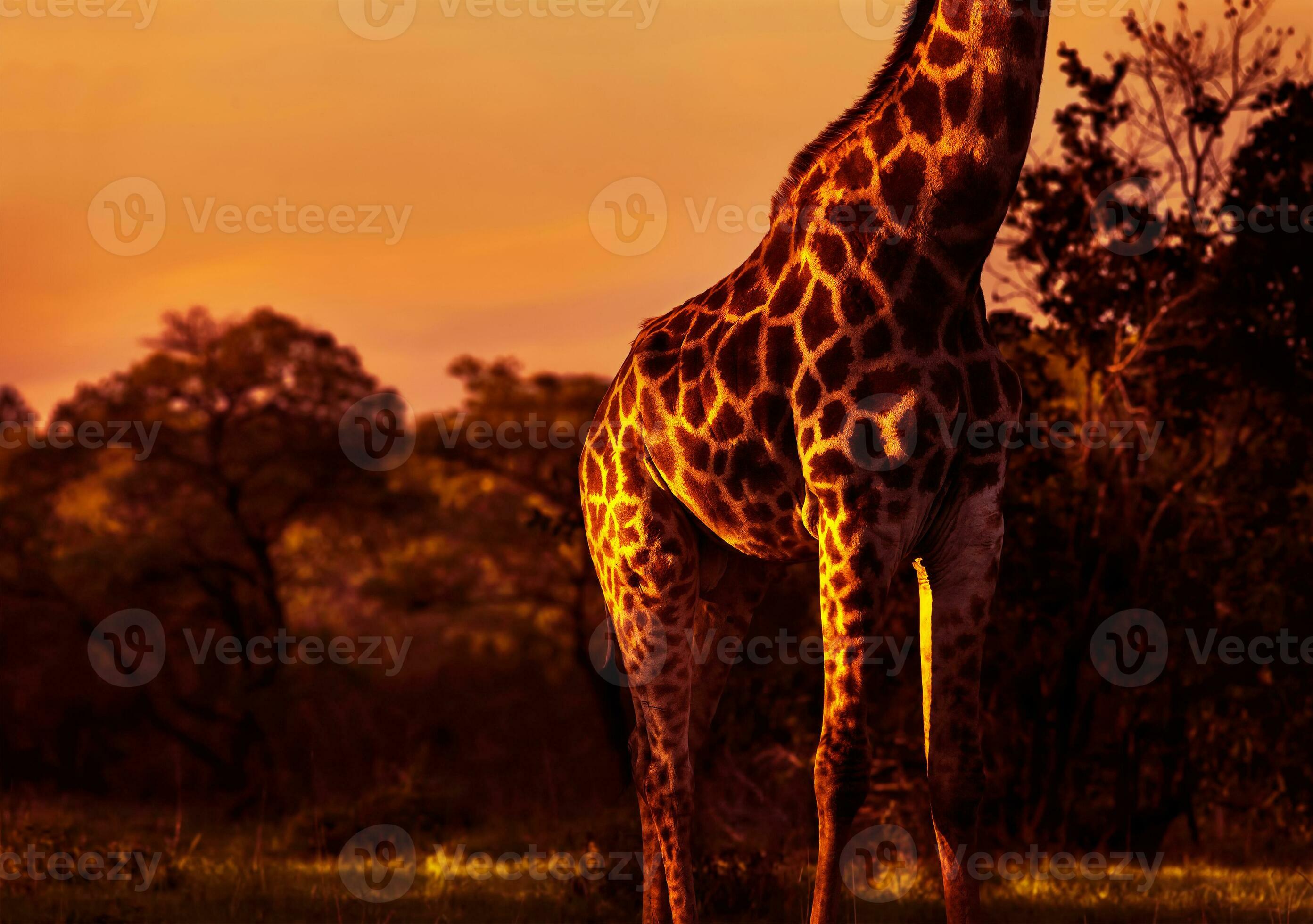 Beautiful tall giraffe 29167455 Stock Photo at Vecteezy