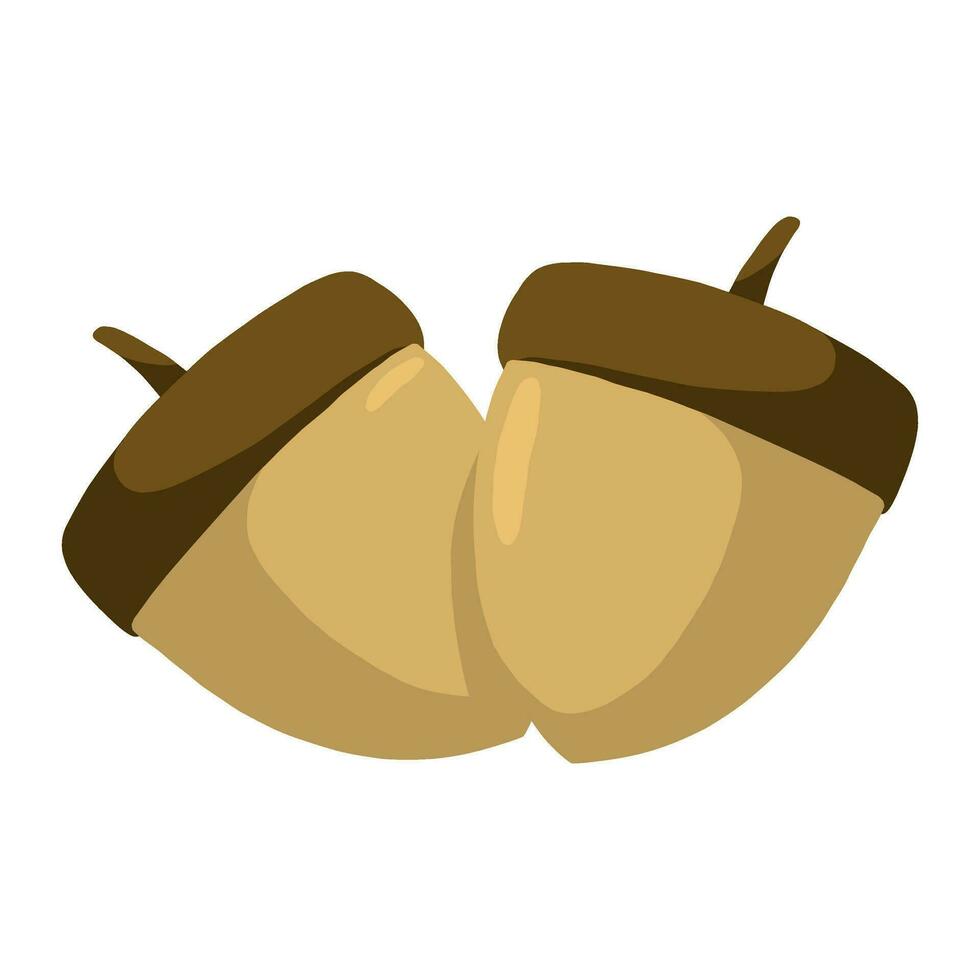 autumn acorn nuts vector