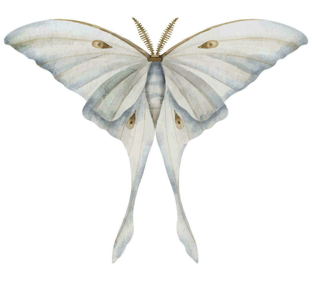 White Luna Moth on isolated background. Watercolor illustration of Night moon Butterfly. Hand drawn clip art of a flying insect with light blue wings. Drawing of esoteric magic aquarelle print vector