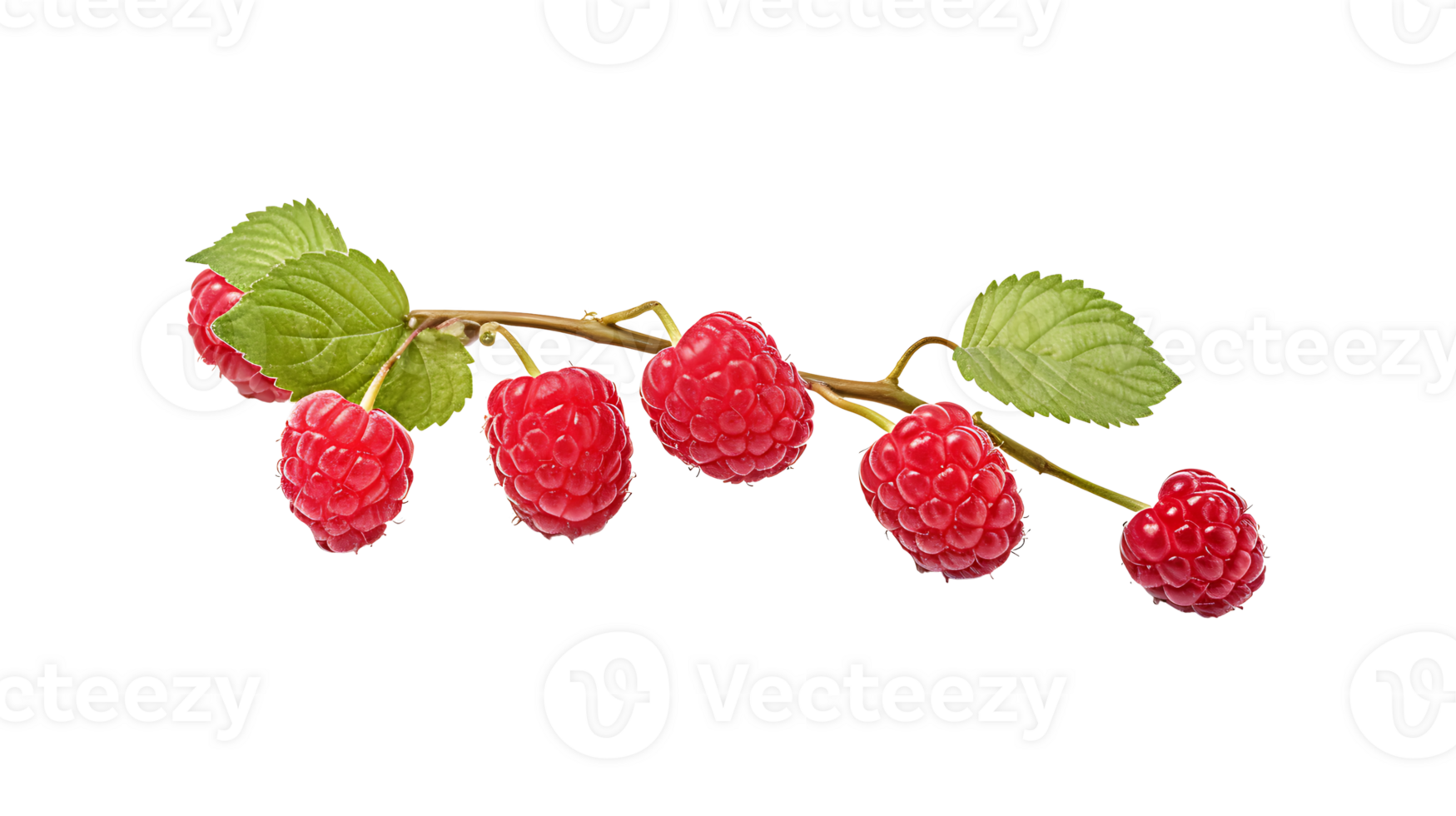 Raspberry branch isolated on transparent background. Raspberry fruits branch png ai generated