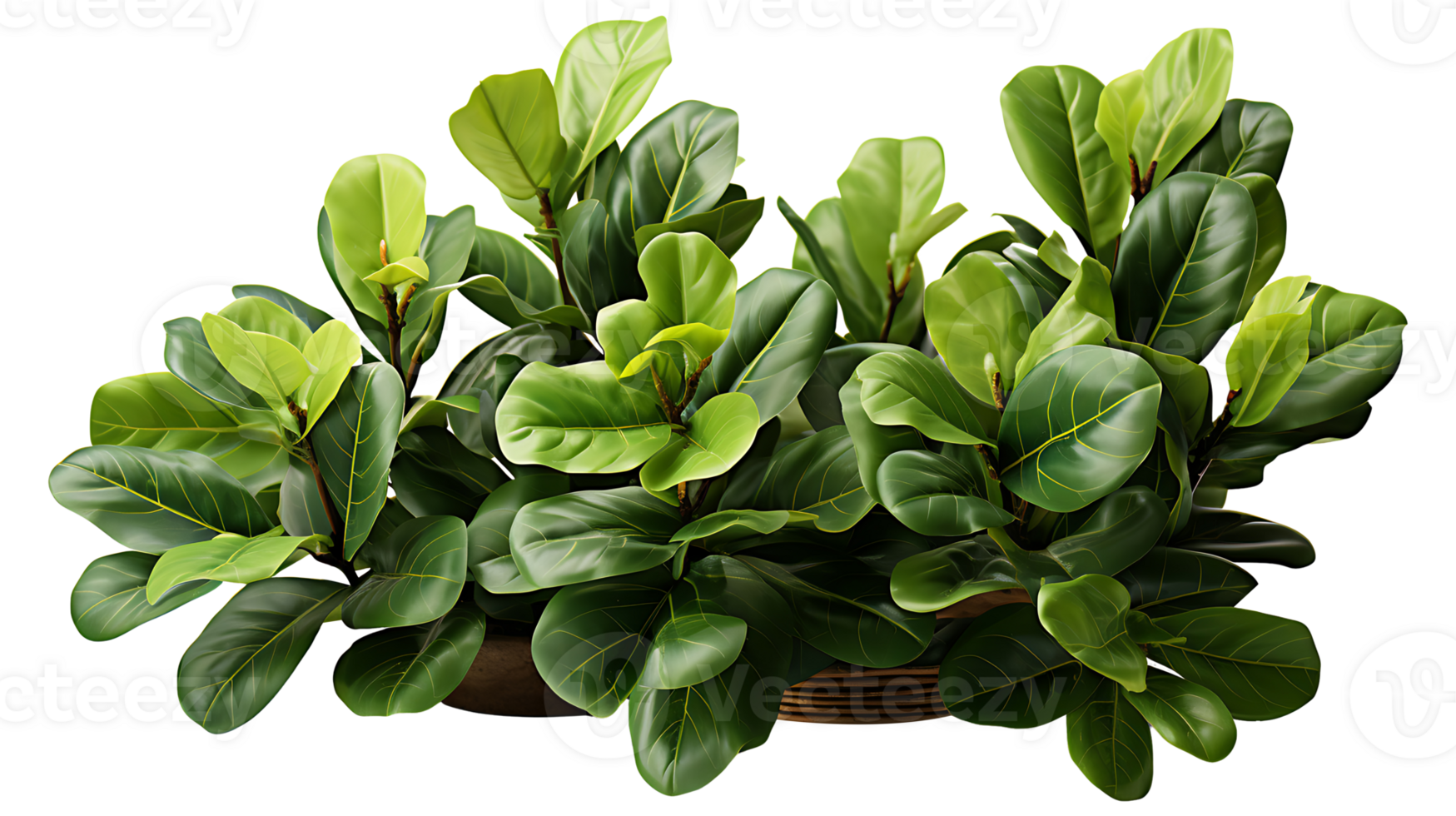 Nature fiddle leaf fig isolated on transparent background ai generated png