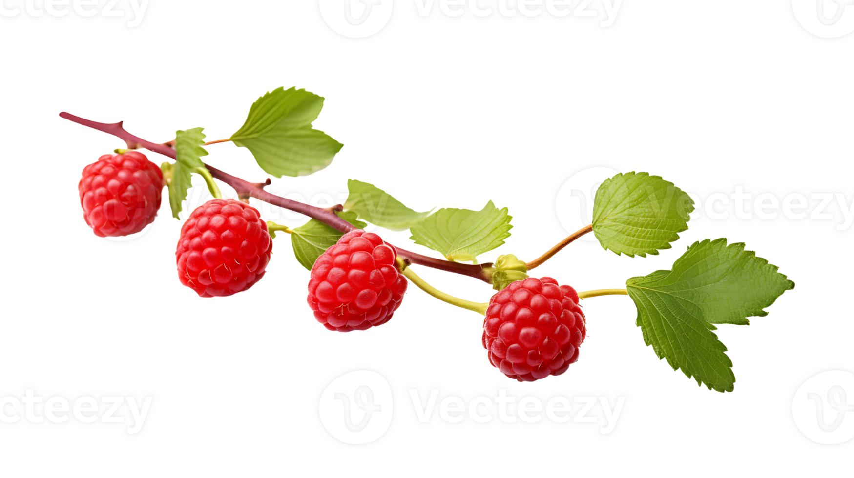 Raspberry branch isolated on transparent background. Raspberry fruits branch png ai generated