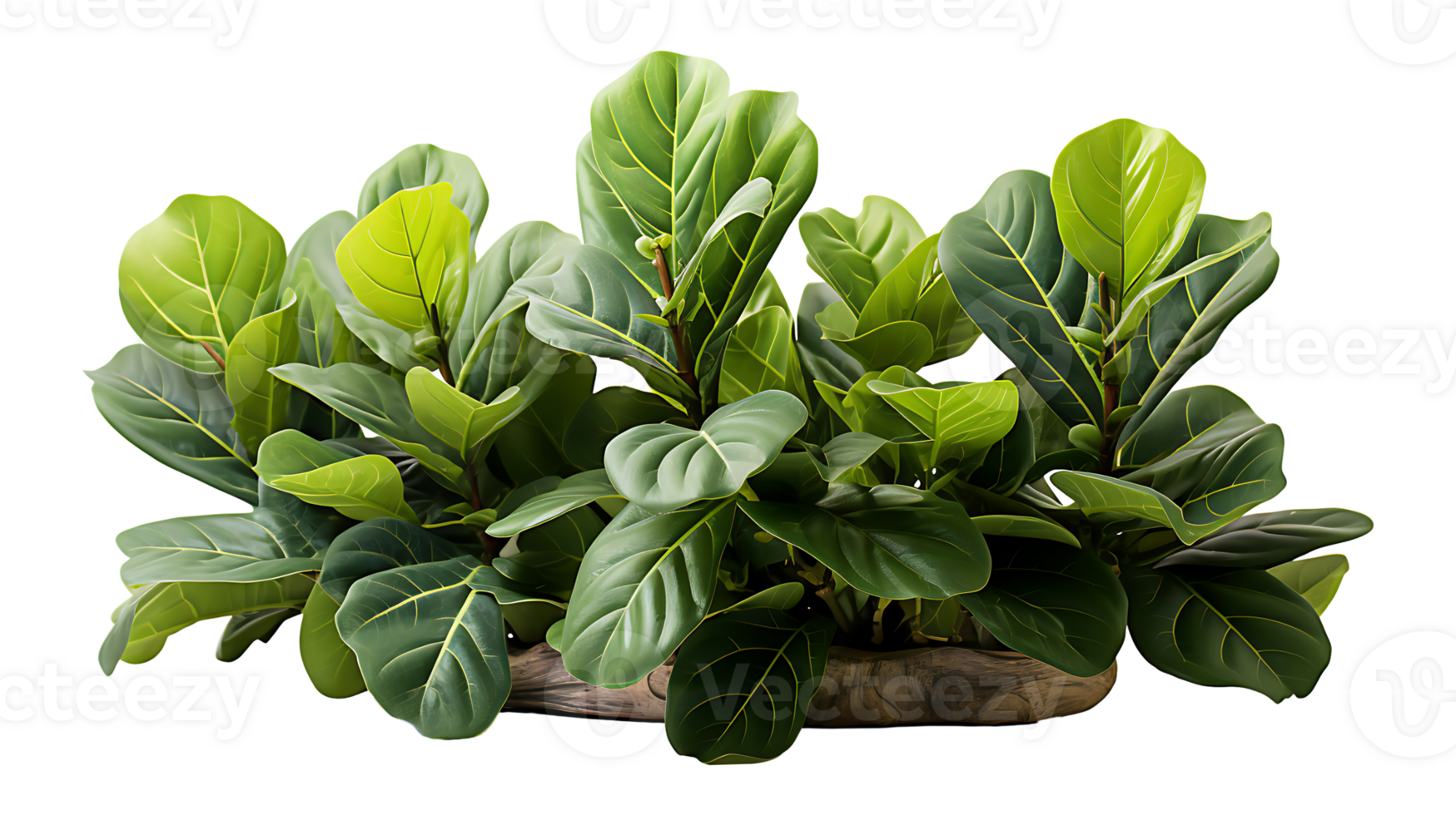 Nature fiddle leaf fig isolated on transparent background ai generated png