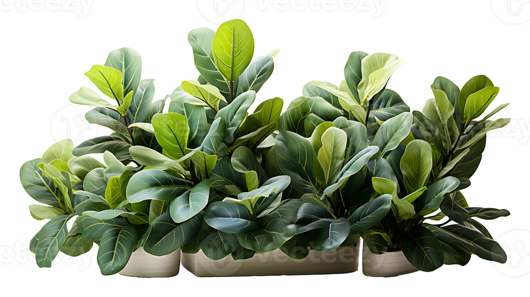 Nature fiddle leaf fig isolated on transparent background ai generated png