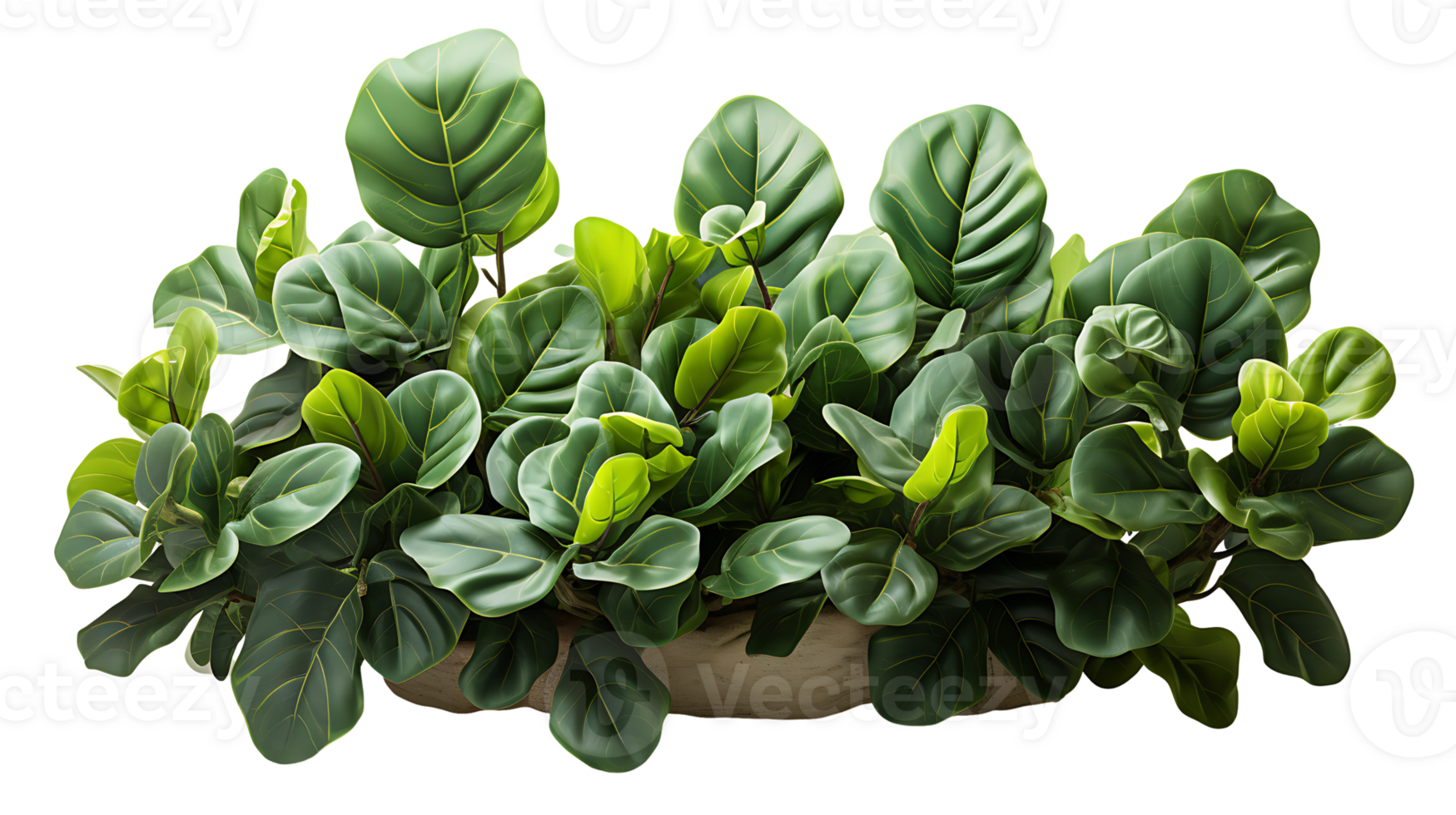 Nature fiddle leaf fig isolated on transparent background ai generated png