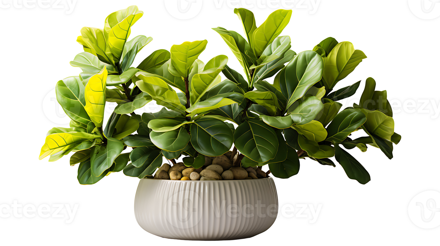 Nature fiddle leaf fig isolated on transparent background ai generated png