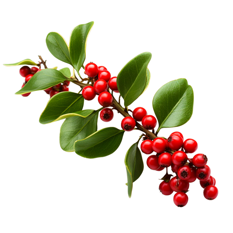 Christmas Mistletoe Ai Generative png