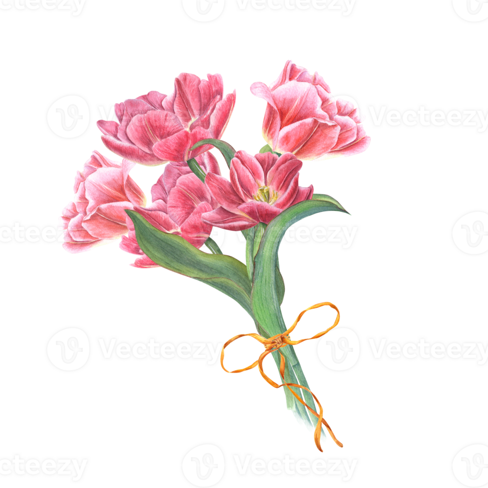 Blooming pink tulips decorated yellow bow. Bouquet of flowers with green leaves. Watercolor illustration for the design of postcards, for Save the Date, Valentines day, birthday, wedding cards png