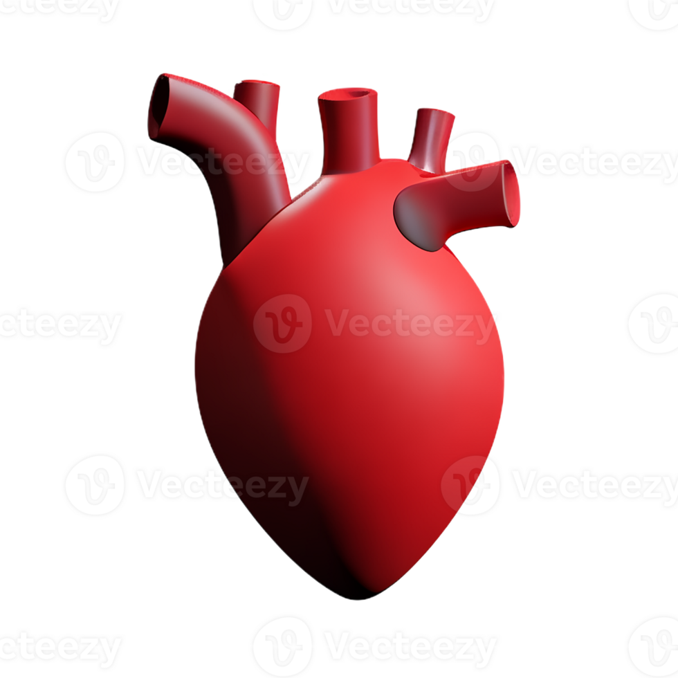 human real heart 3d rendering icon illustration png