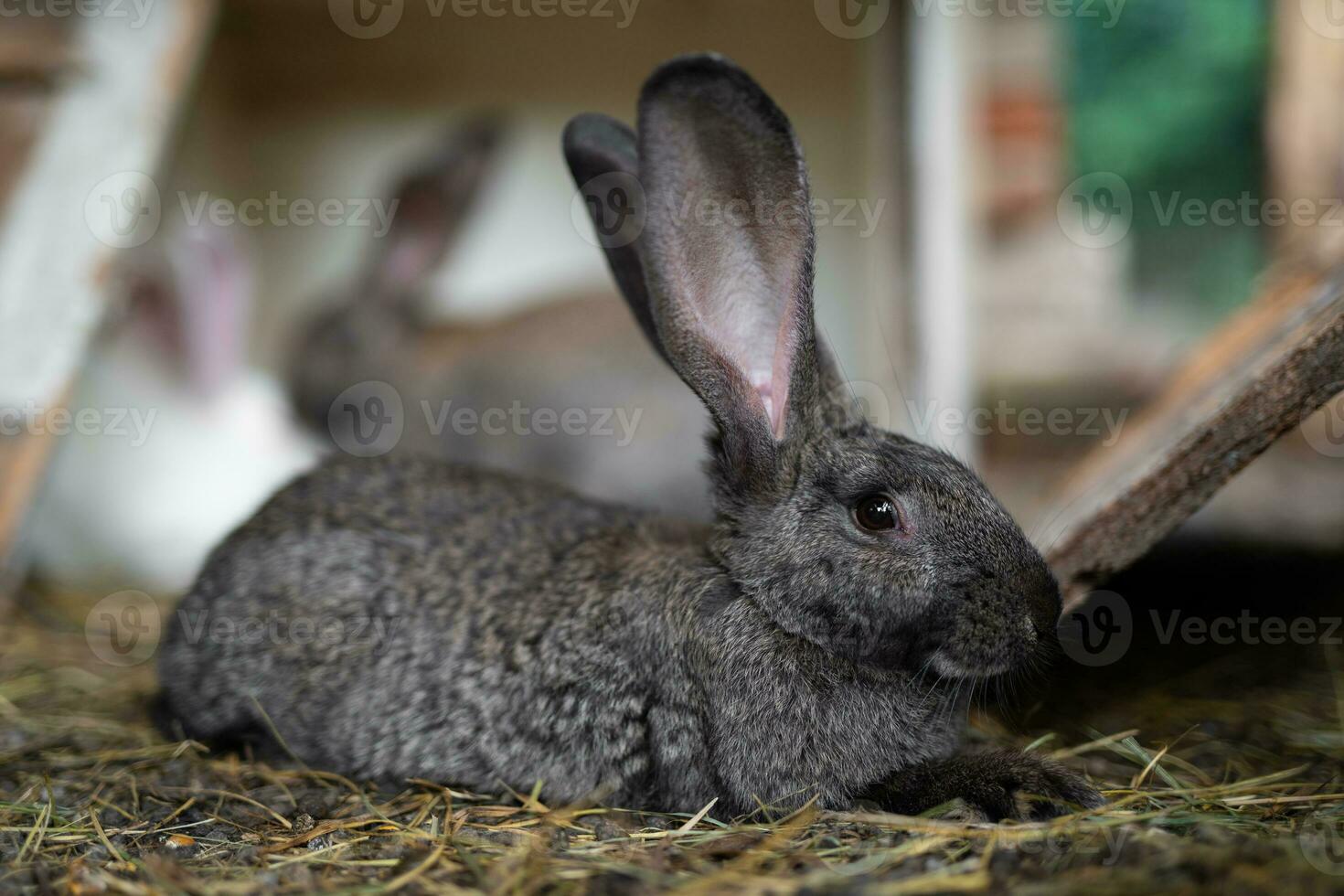 a beautiful grey domestic rabbit is grazing and walking in the enclosure outdoors photo