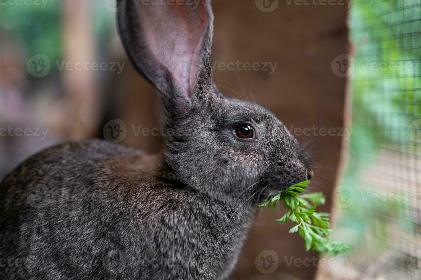 a beautiful grey domestic rabbit is grazing and walking in the enclosure outdoors photo