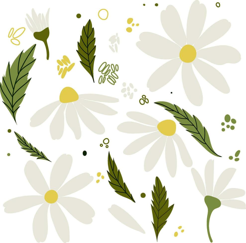 White daisy chamomile flowers. Camomile vector illustration set. Cute round flower head plant nature collection. Decoration element. Love card symbol. Flat design for cards, packaging, prints, textile